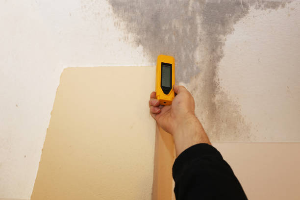 Mold Documentation for Insurance Claims in San Rafael, CA