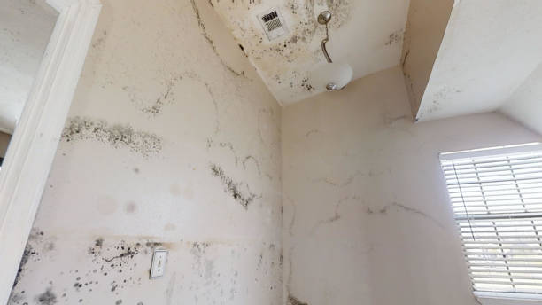 Best Dehumidification Services  in San Rafael, CA