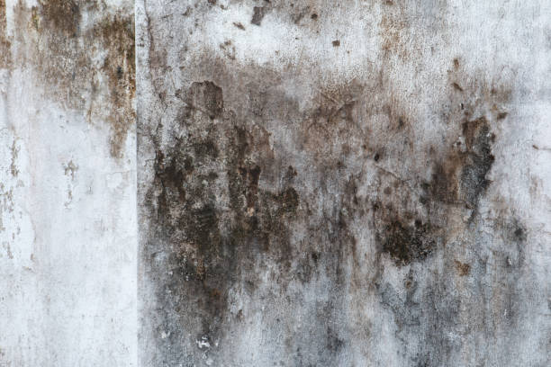 Best Residential Mold Inspection & Testing  in San Rafael, CA