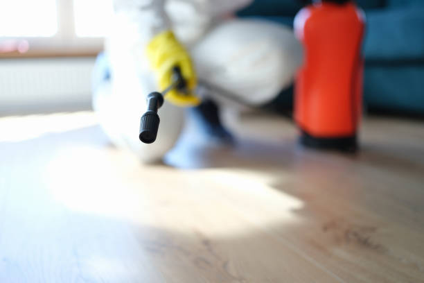 Professional Mold Removal in San Rafael, CA