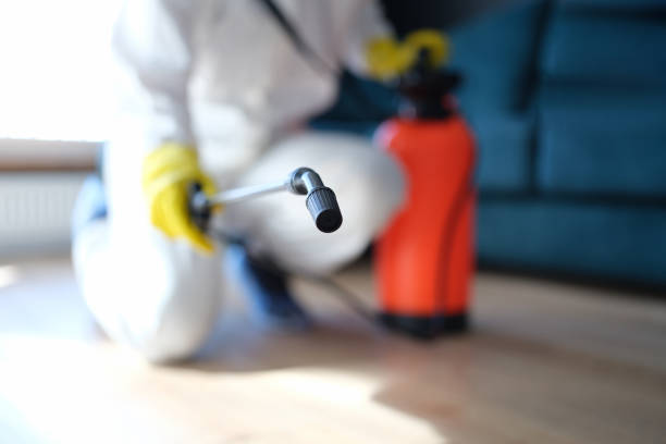 Best Mold Odor Removal Services  in San Rafael, CA