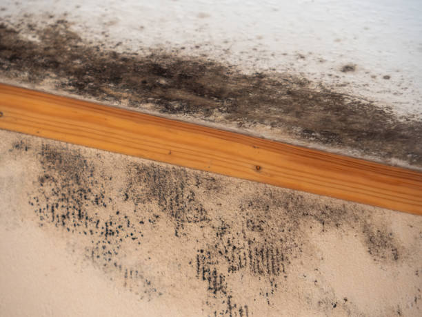 Best Asbestos and Lead Testing During Mold Inspection  in San Rafael, CA