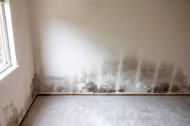 Best Attic Mold Removal  in San Rafael, CA